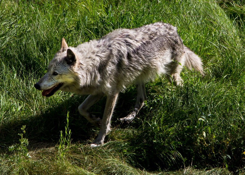 Wild Grey Wolfe