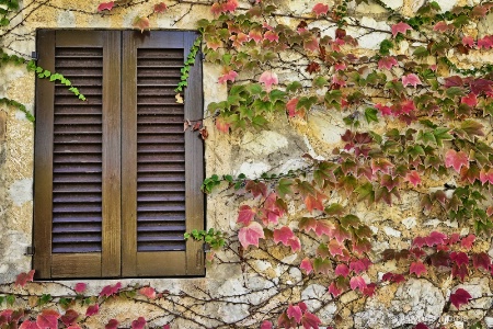 Ivy Window