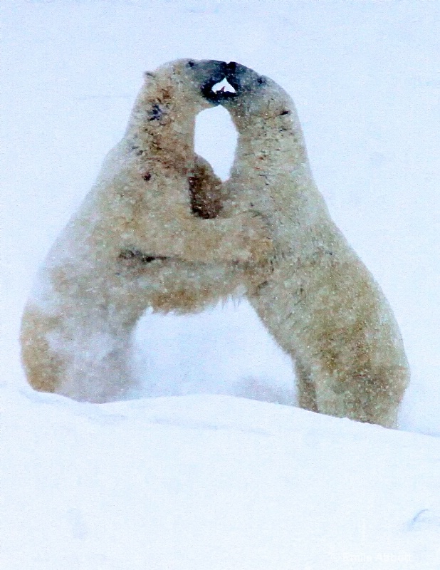 Polar Bear Dance in the Blizzard