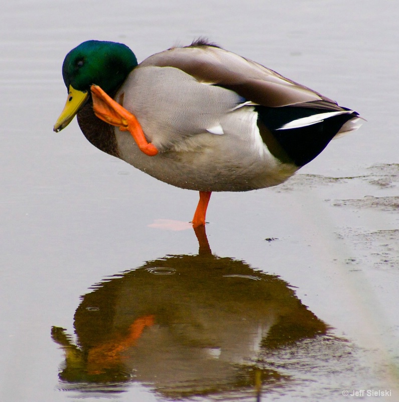 Mallard Duck on 1 Foot-{ Waving} on Pond 