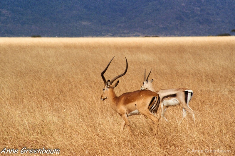Antelope Pair