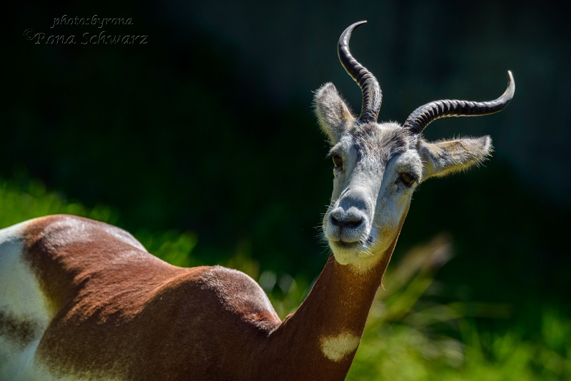 Addra (Dama) Gazelle