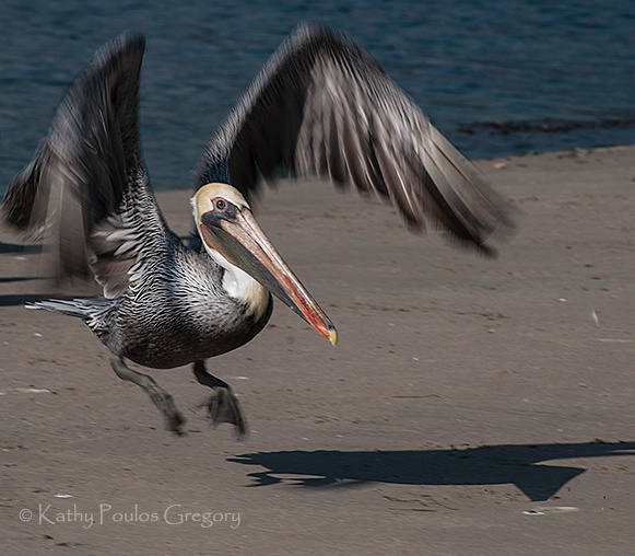 Pelican in flight