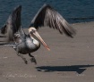 Pelican in flight
