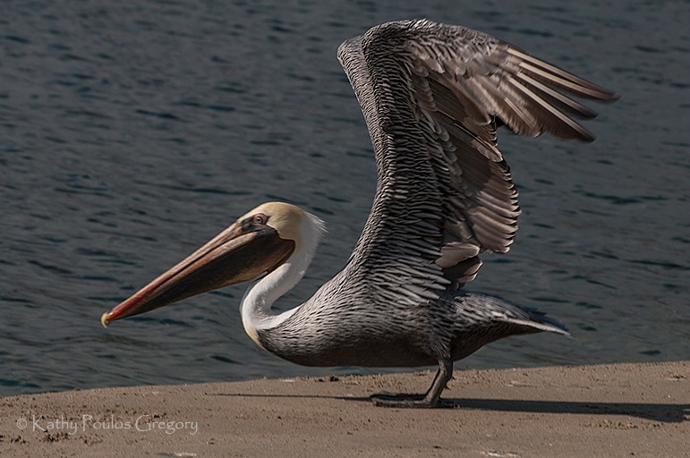 Pelican in flight