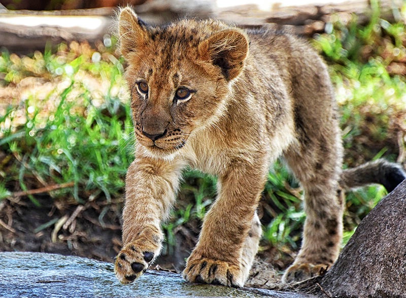 Cub On The Run!