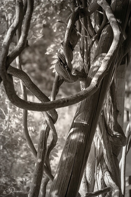 Twisted Vines