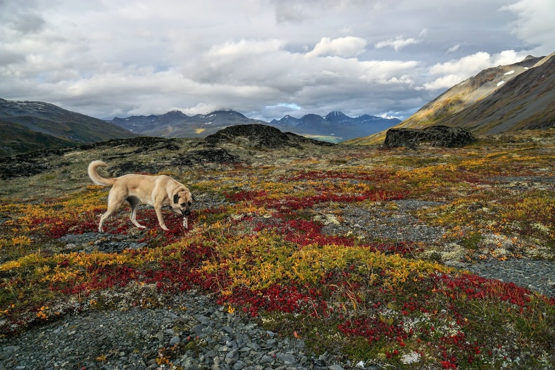 Romping in Red