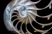 Nautilus Shell