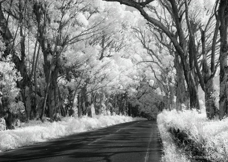 Tree Tunnel