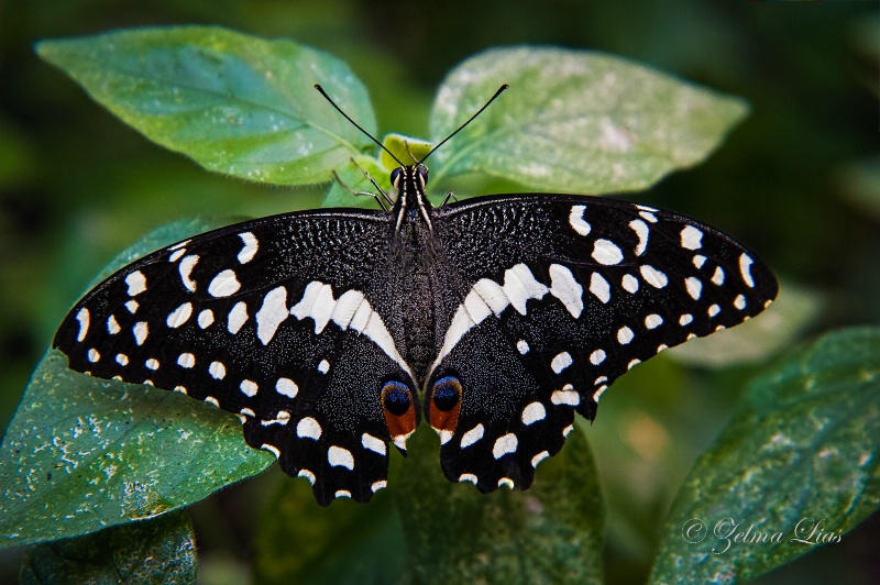 Butterfly with Distinctive Eyespots