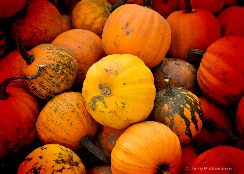 Bumpin Pumpkins - ID: 14717699 © Terry Piotraschke