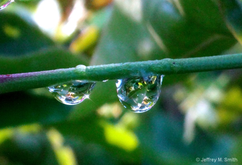 Gardens in Water Drops