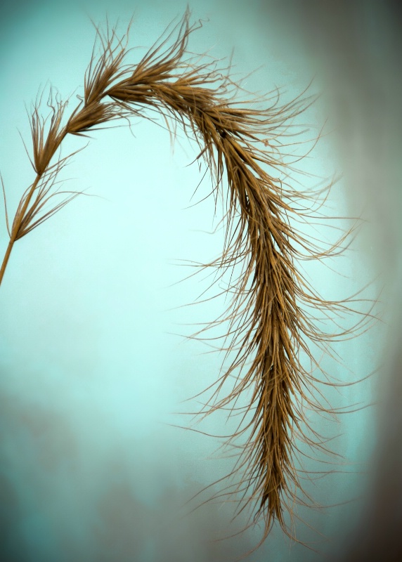 Wheat Grass in Fall