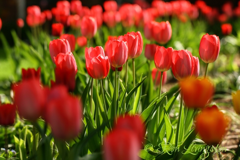 Sea of Red