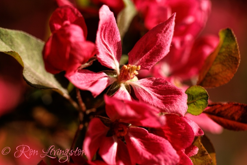 Quince Flowers