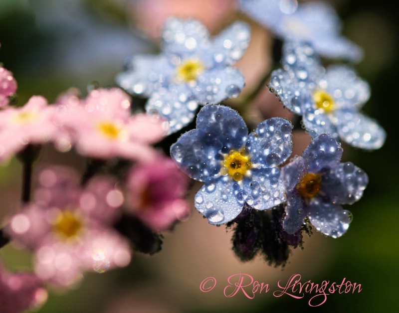 Forget-Me-Nots