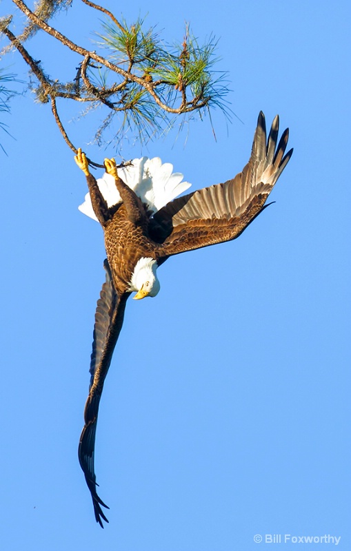 Eagle Breaking Stick