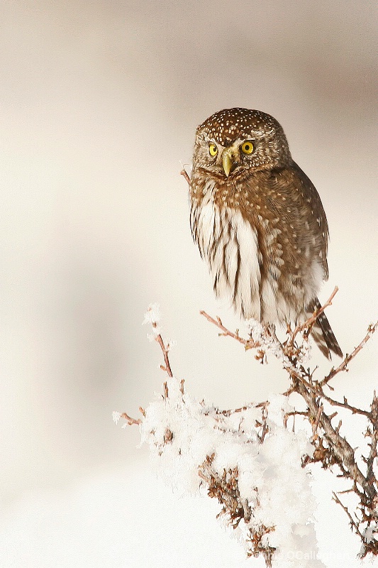 525 pygmy owl 