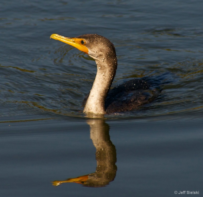  Cormorant with Reflection 