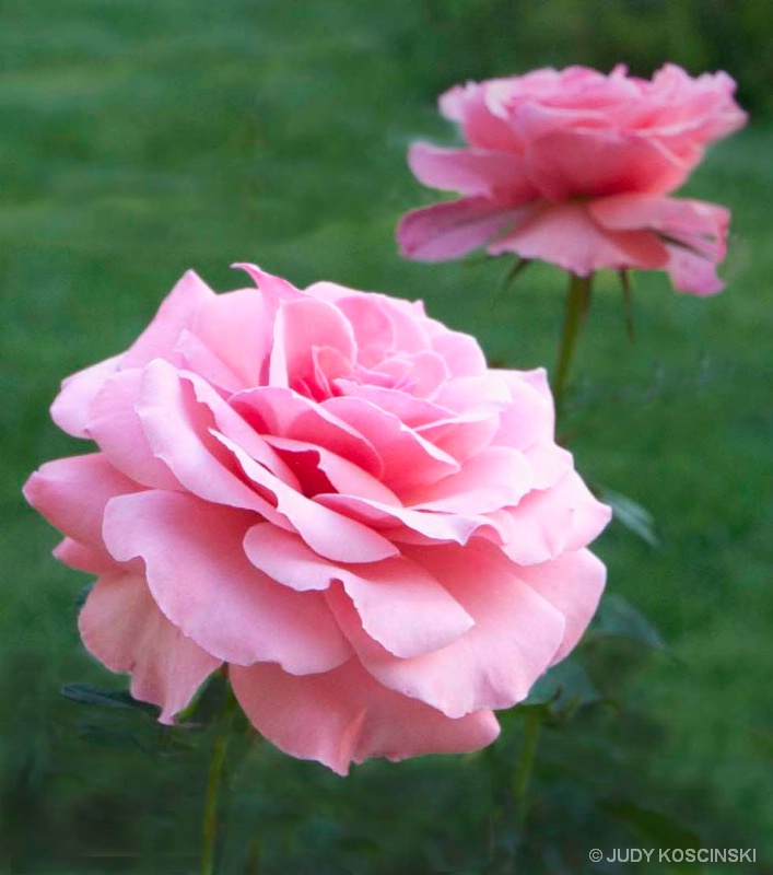 2 pink roses
