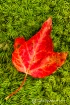 Red and Green
