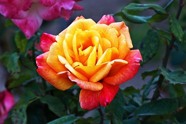 Another Park Rose