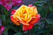 Another Park Rose