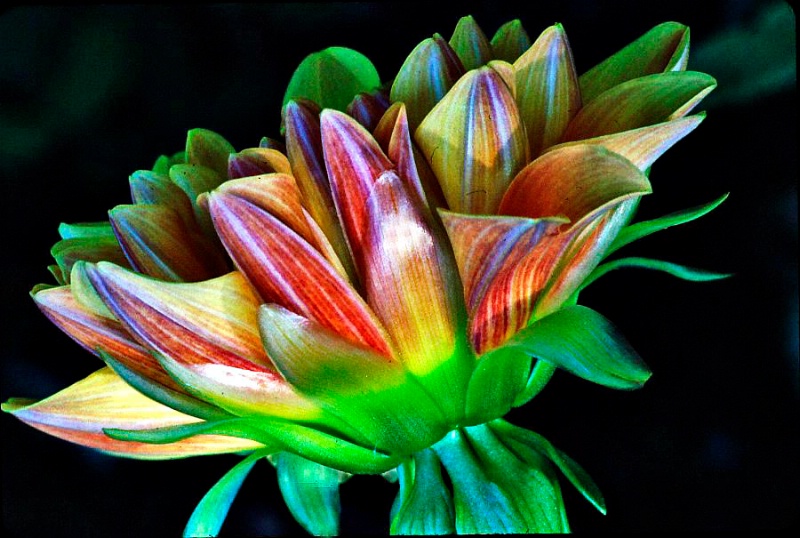 Colorful Flower