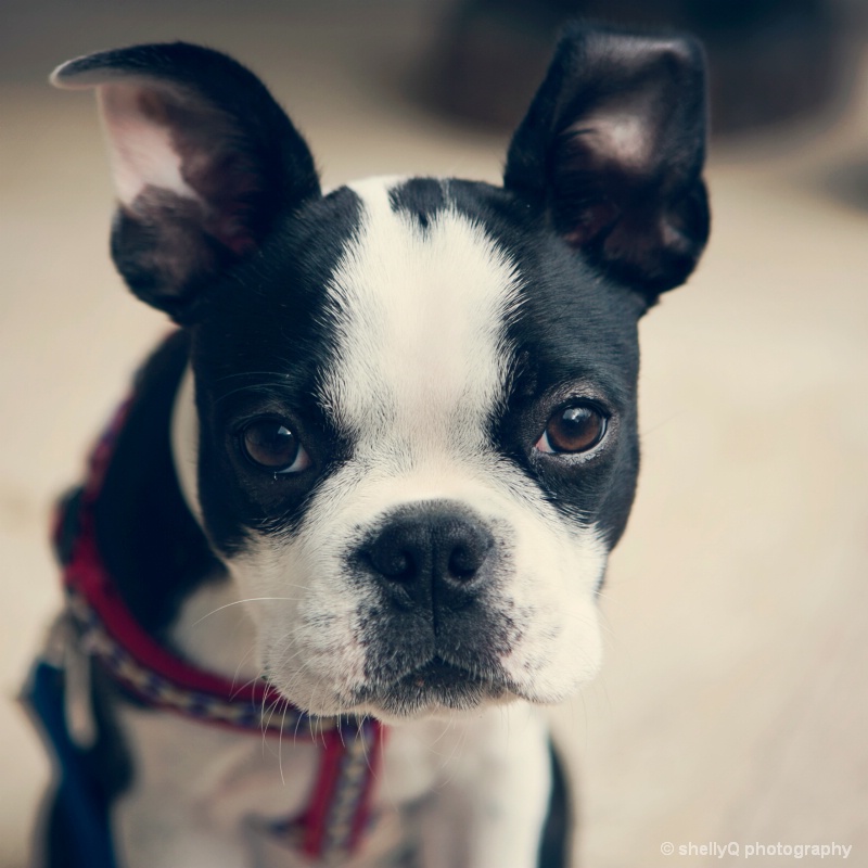 Pixel the Boston Terrier