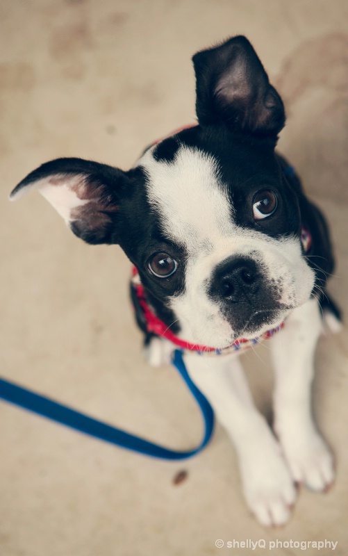 Pixel the Boston Terrier