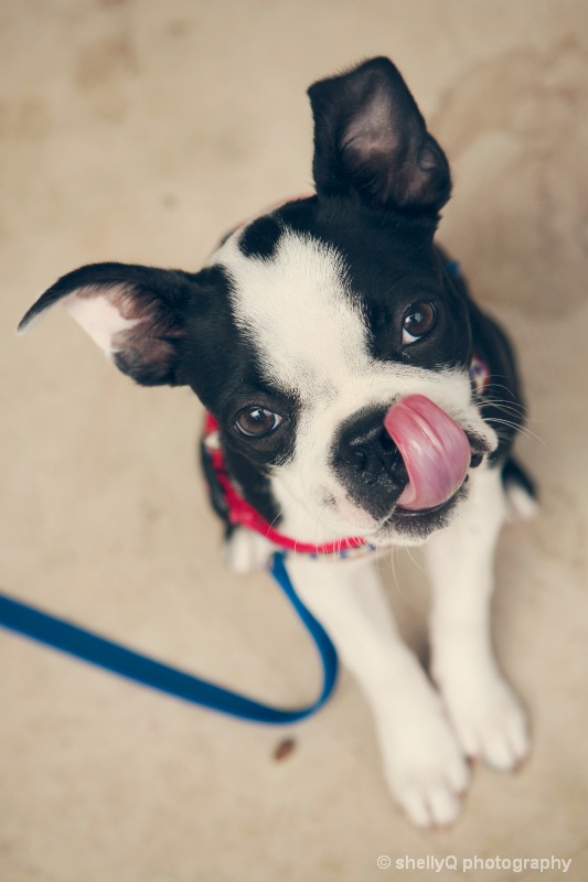 Pixel the Boston Terrier