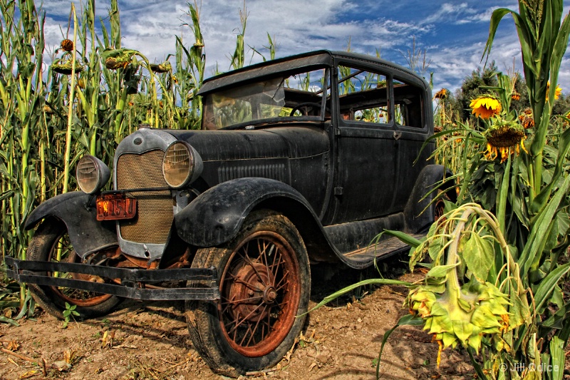 Jalopy in The Sunflower Patch