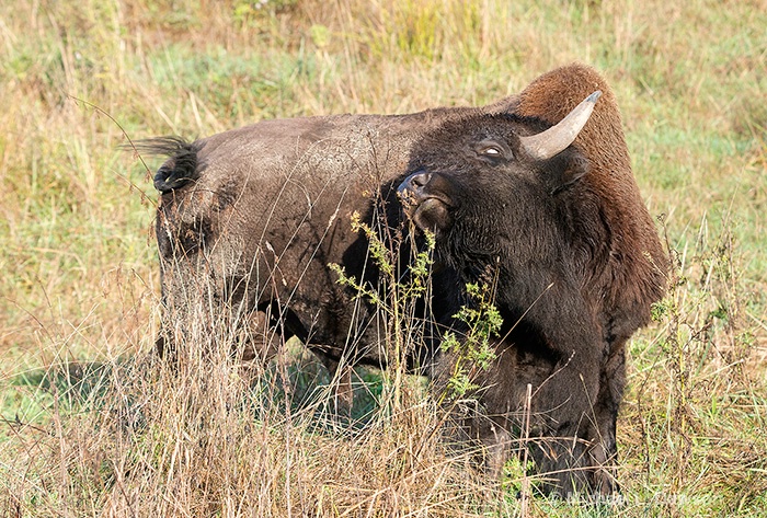 Buffalo Backscratch