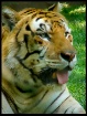 Vegas Tiger