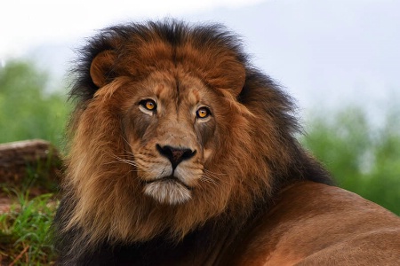 Izu-King Of The Safari Park