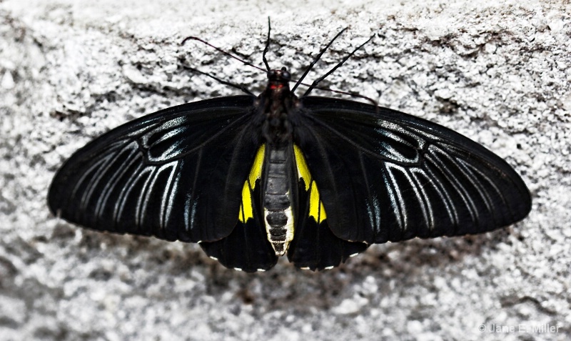 Black and Yellow Tropical Butterfly