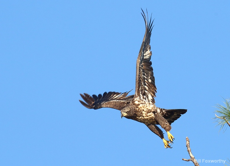 Juvenile Eagle Take-Off