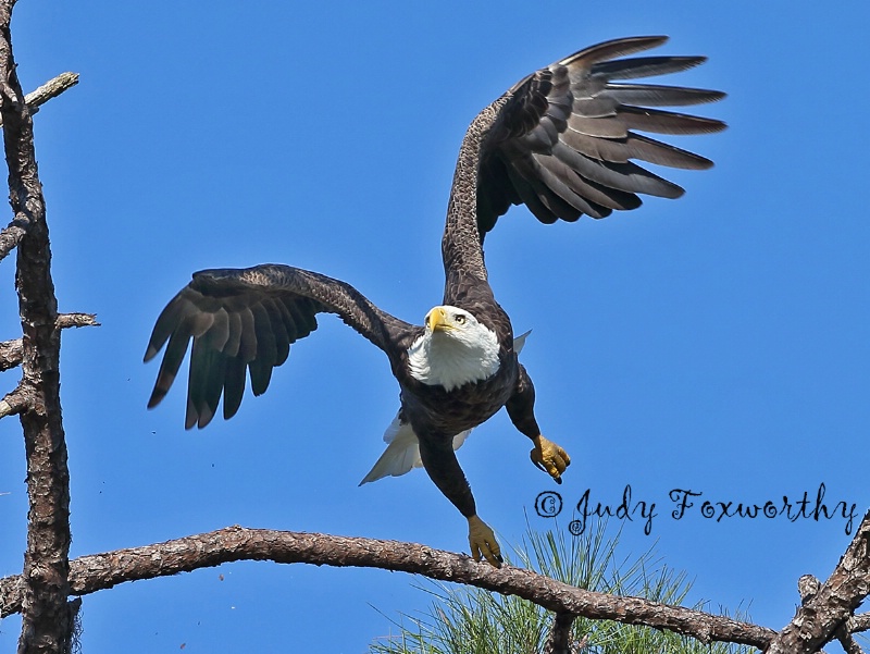 Bald Eagle With Places To Go