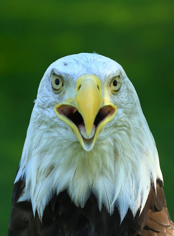 Eagle Attitude