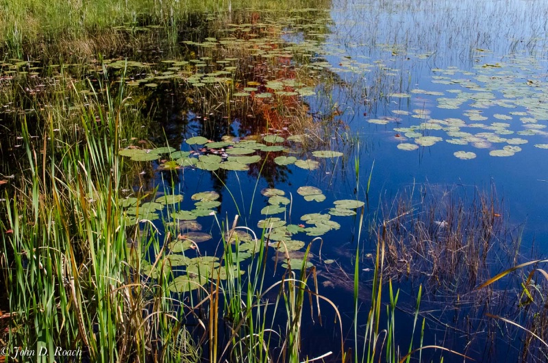Reeds, Lily Pads and Reflections - ID: 14723442 © John D. Roach