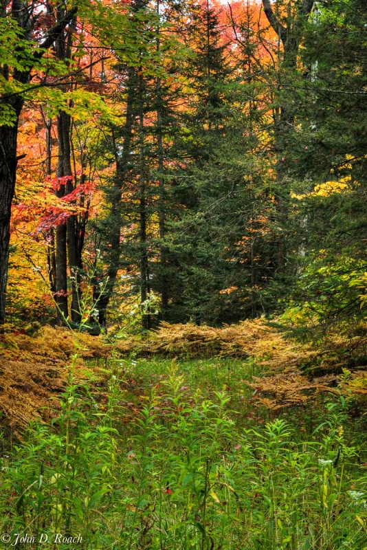 Autumn Colors #2 - ID: 14723467 © John D. Roach