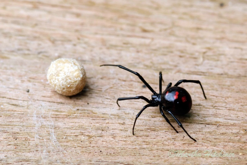 Black Widow and Eggs