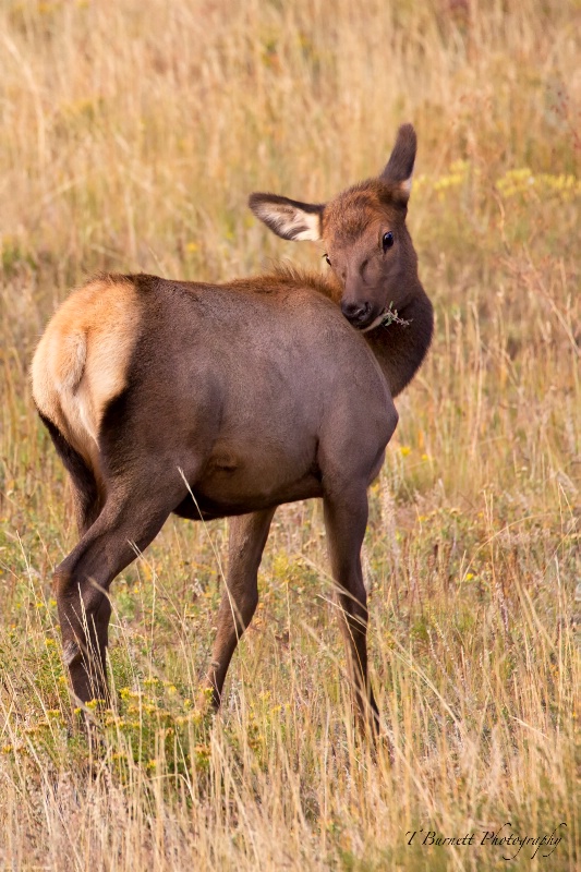 Young Cow Elk
