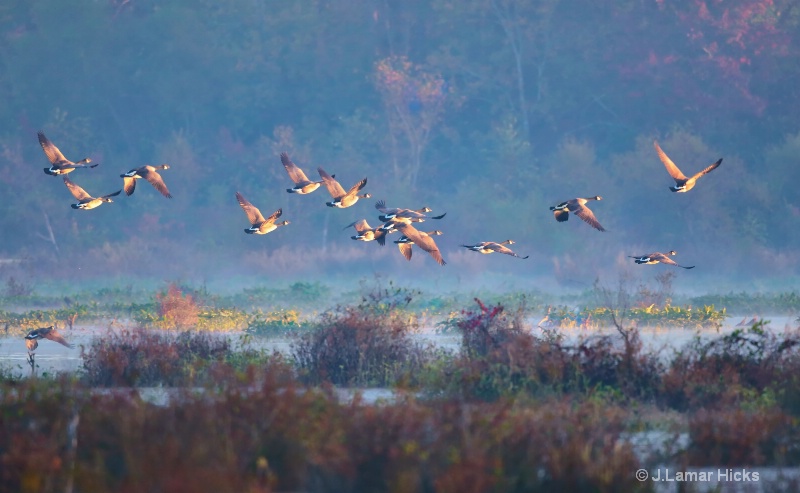 Can-Geese-Sun Rise Flight