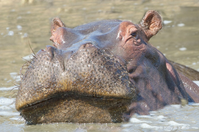 Hippo Hairy Mouth