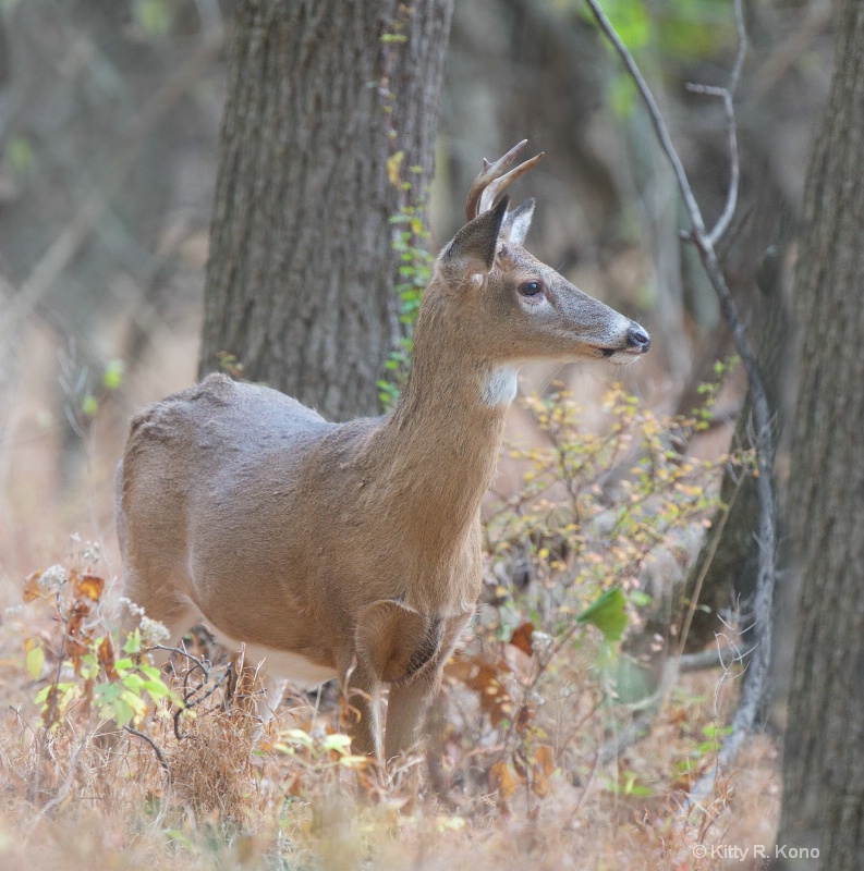 Little Buck in the Woods Today - ID: 14724824 © Kitty R. Kono