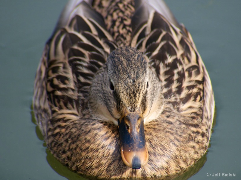  Brown Duck, Close Up  