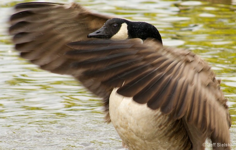  Emotion with Water, Canada Goose