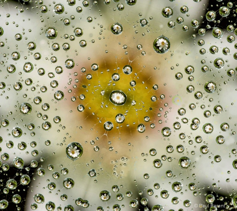 So Many Droplets - ID: 14725597 © paul parent